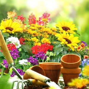 how to start a home garden