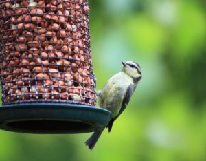 There are a few things to consider before adding a bird feeder to your garden