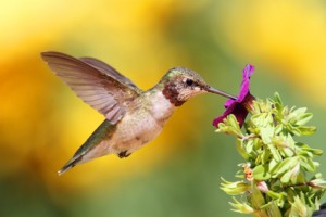 Certain plants will help attract hummingbirds to your garden