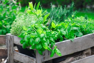 Herbs can be very easy for gardeners to grow