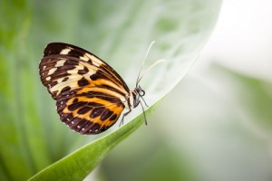 Providing the right habitat in your garden will help attract and protect butterflies