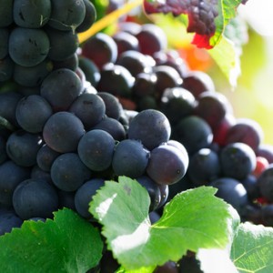 Grapes need certain conditions in order to grow successfully in a home garden