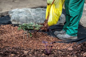 Organic mulches like pine park, sawdust and straw enriches the soil and attracts and harbors beneficial organisms