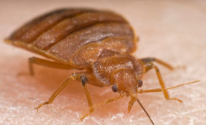 How to prevent bed bug infestations, and find and kill bedbugs